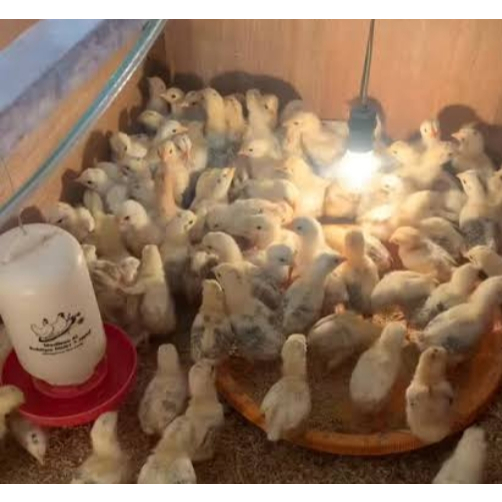 DOC Ayam elba Petelur Sehat