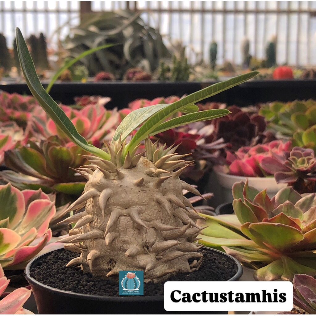 Pachypodium densicaule