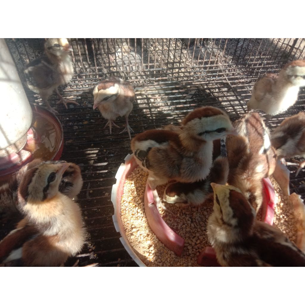 anak ayam atau DOC Bangkok klasik / Mangon / Pama 1 Minggu - 2 Minggu