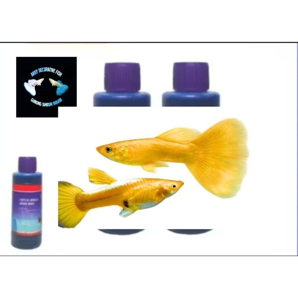 obat cair vitamin ikan hias, Guppy full gold