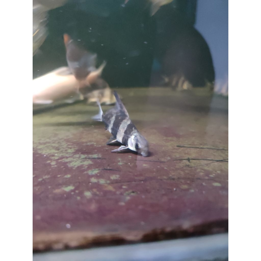 mainan ikan CHF 6-7 cm