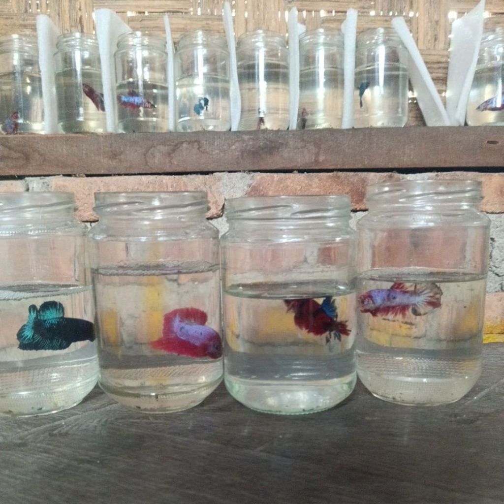 ikan cupang koi