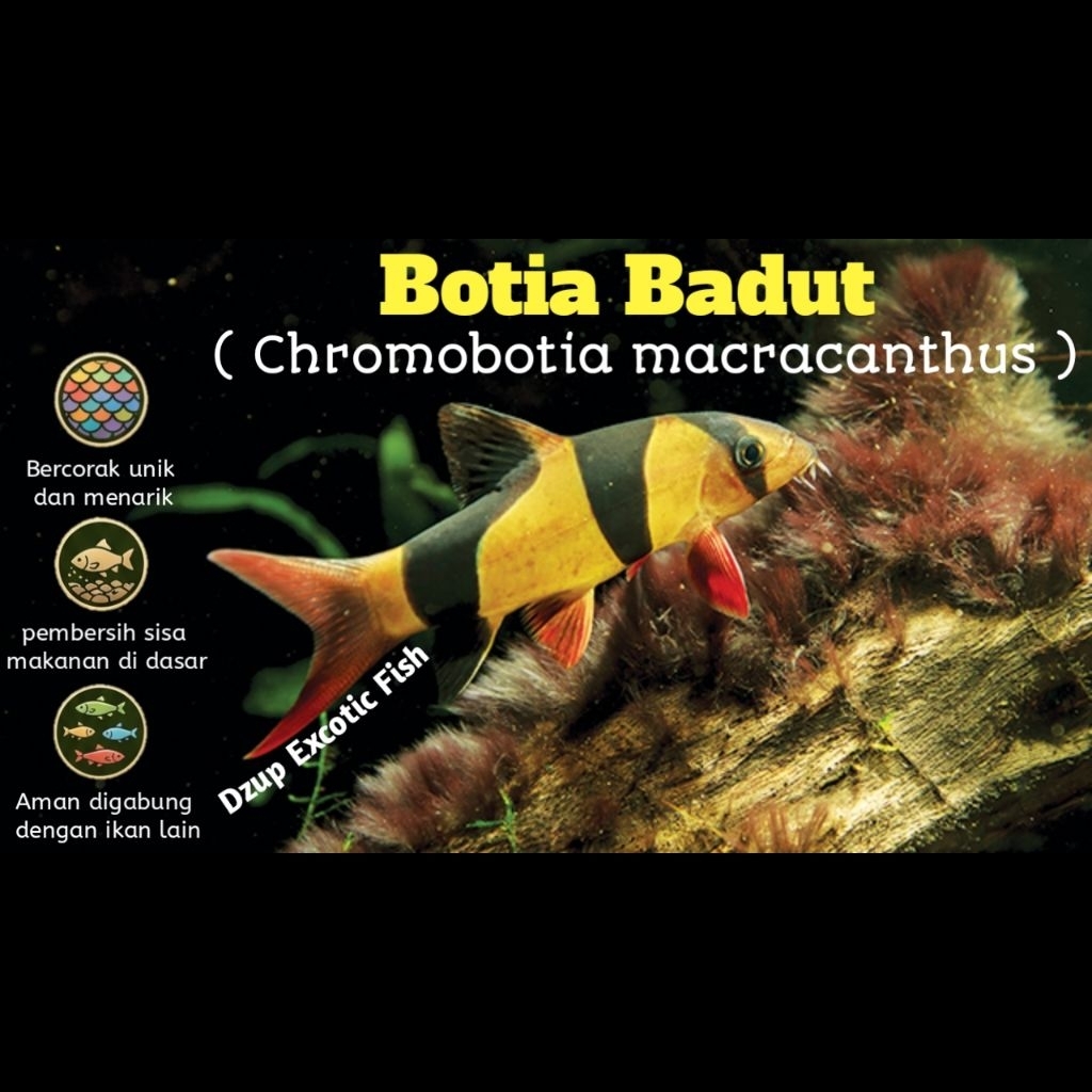 Botia Badut