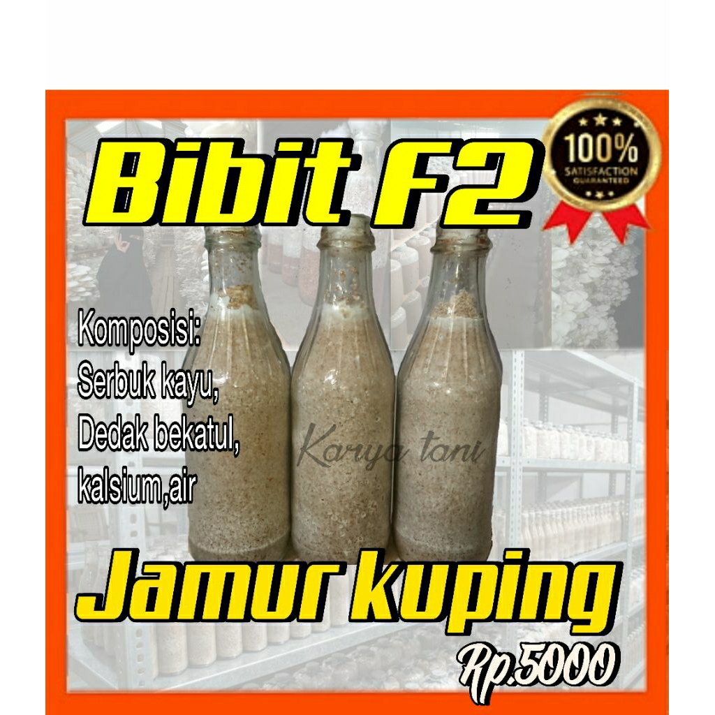 f2bibit jamur kuping