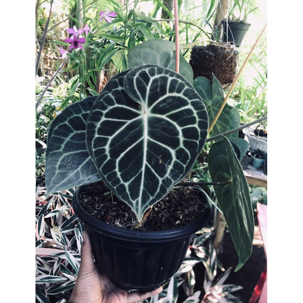 anthurium clarinervium pagoda dark