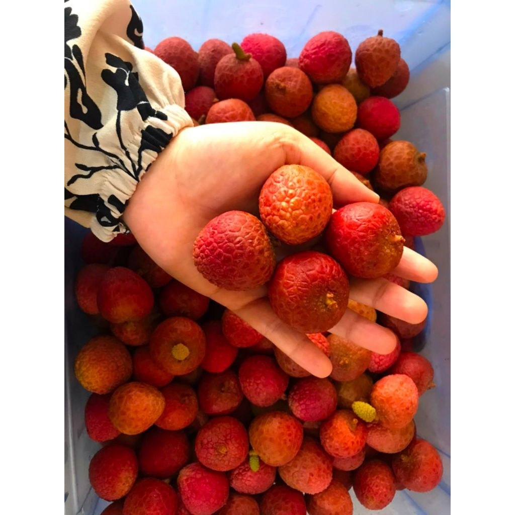 Leci Merah Madu Bukan Frozen