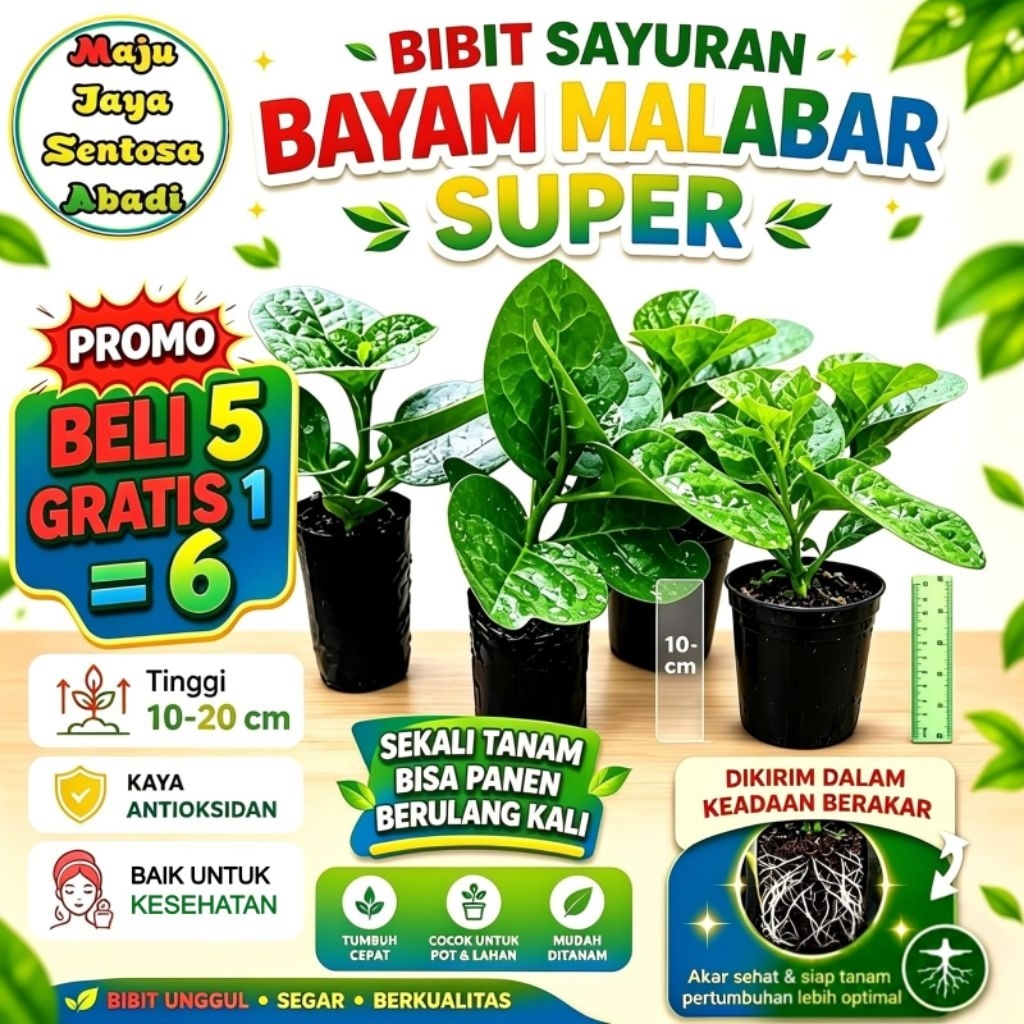 bibit sayuran bayam malabar beli 5 bonus 1