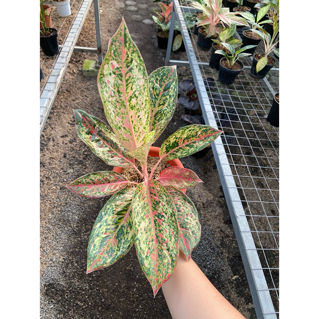 AGLAONEMA COCONUT DELIGHT