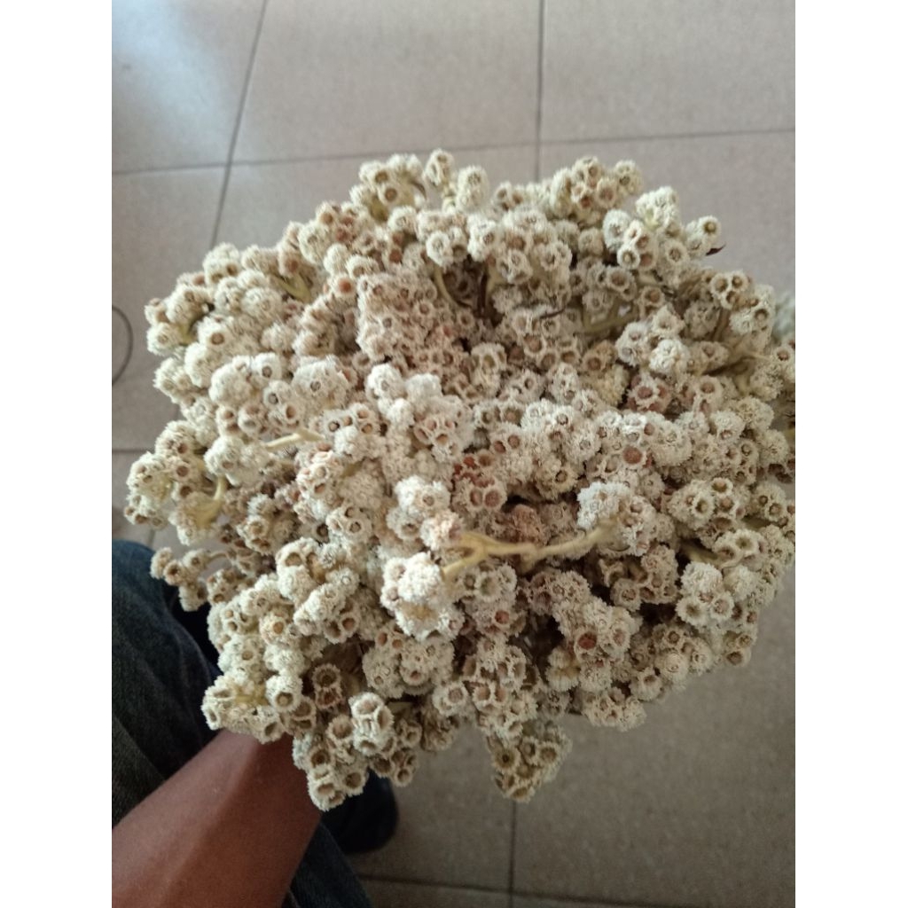 edelweis Bromo Terbaru/Super Putih