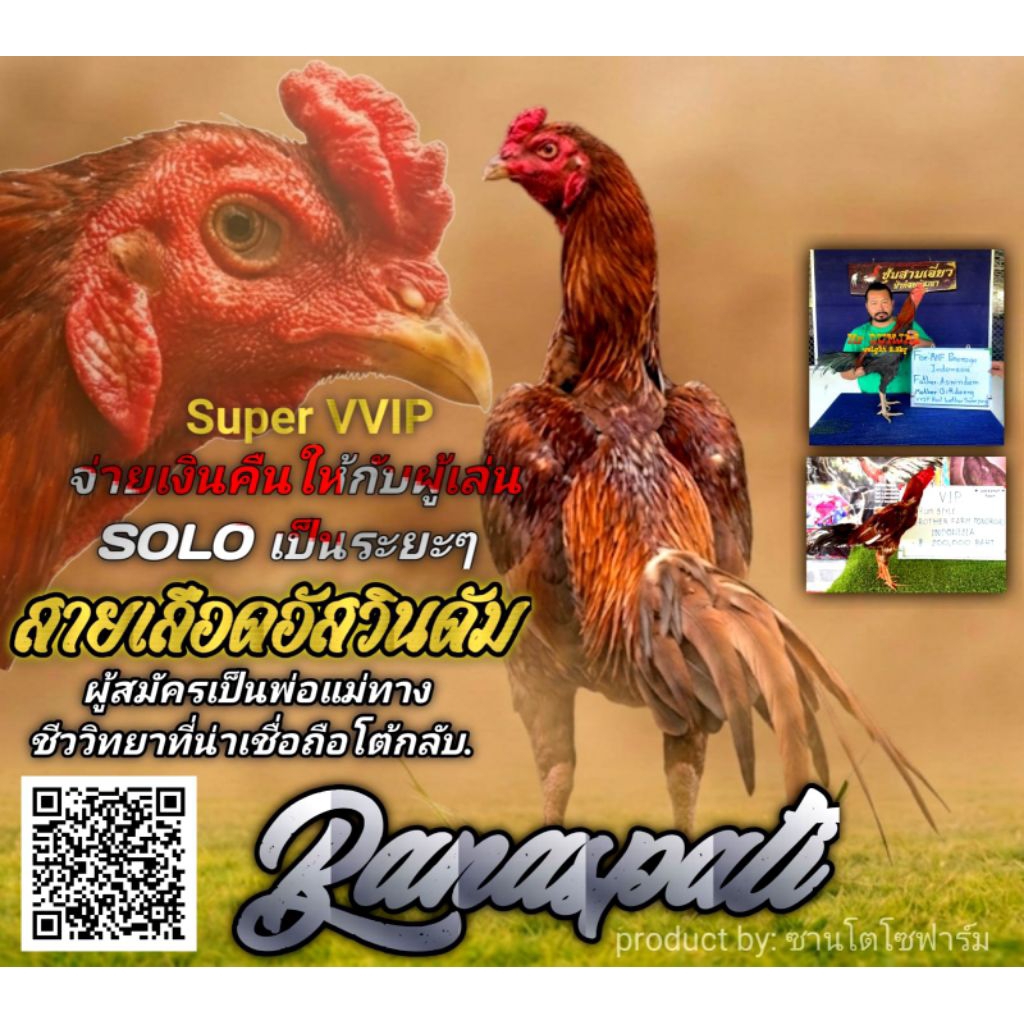 Telur Fertil Ayam Pakoy Drumbend