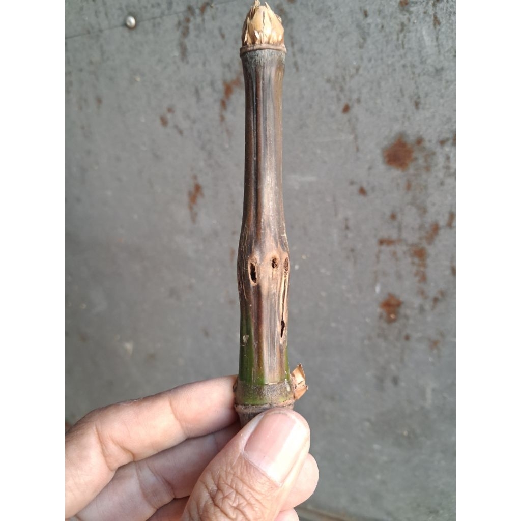 BAMBU UNIK COMBONG TEMBUS MUKSO (11 CM) ORI