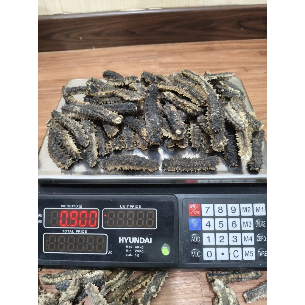 Teripang Duri/Haisom Duri Kering Premium 500-1000gr kualitas Super