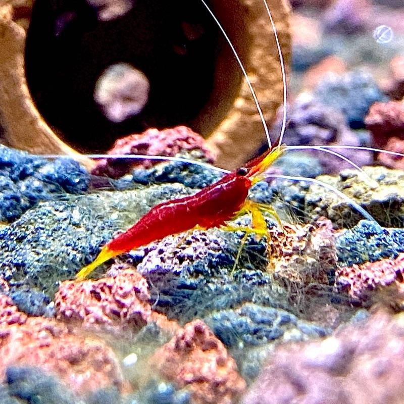 Udang Hias Yellow Nouse Sulawesi