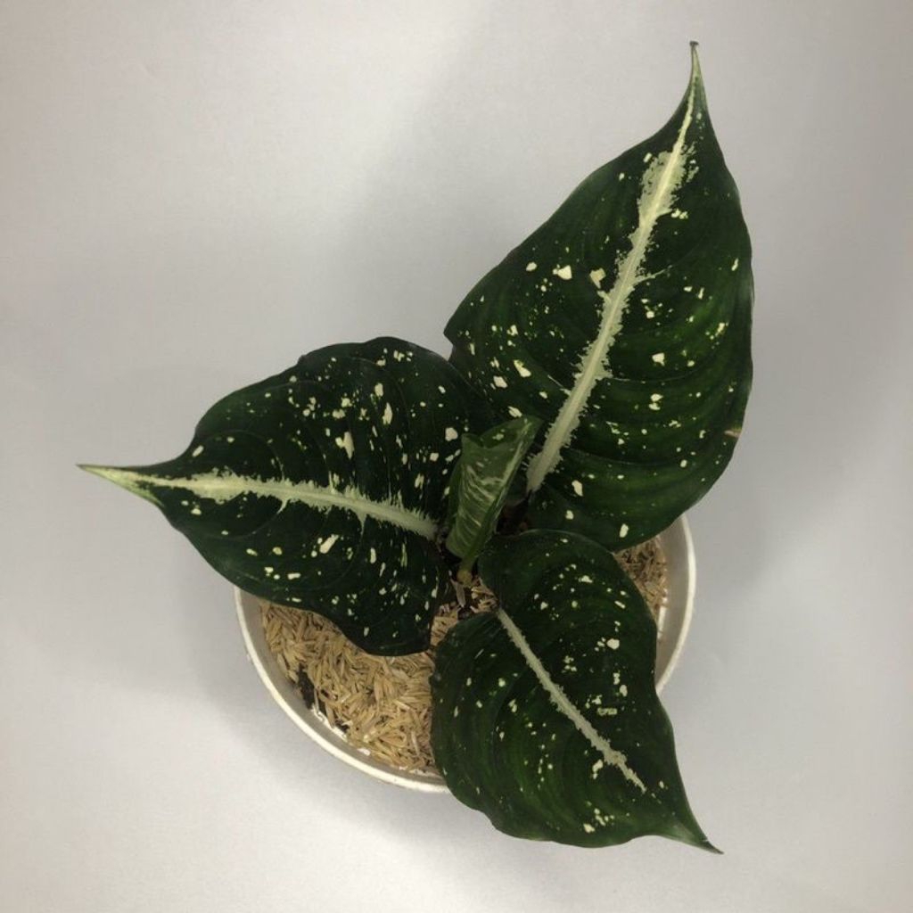 aglonema maranta srikit - aglonema srikit - tanaman hias aglonema maranta srikit