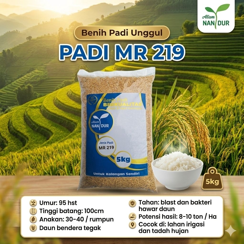 BIBIT | BENIH PADI MR 219 KEMASAN 5KG