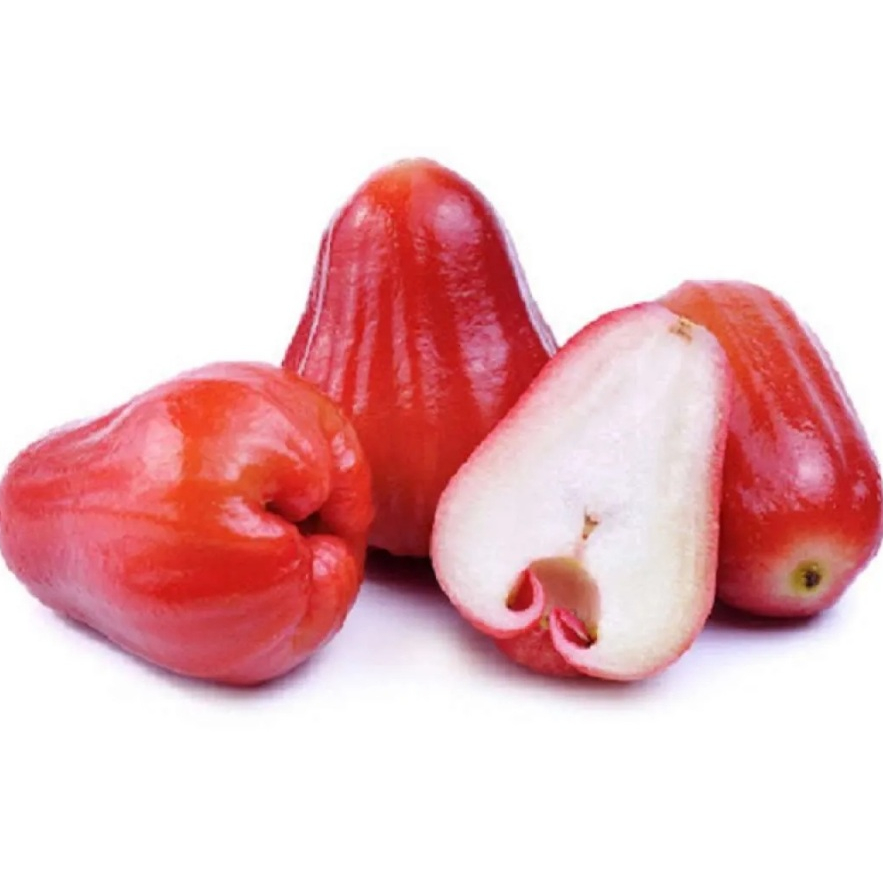 entres jambu air cincalo merah - pucuk tunas jambu air cincalo merah