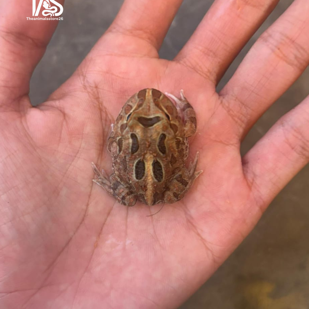 Pacman Frog Brown