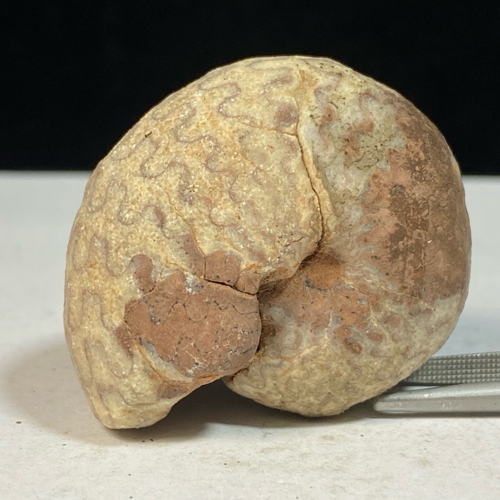 Fosil Ammonite - Natural Ammonite Full Suture