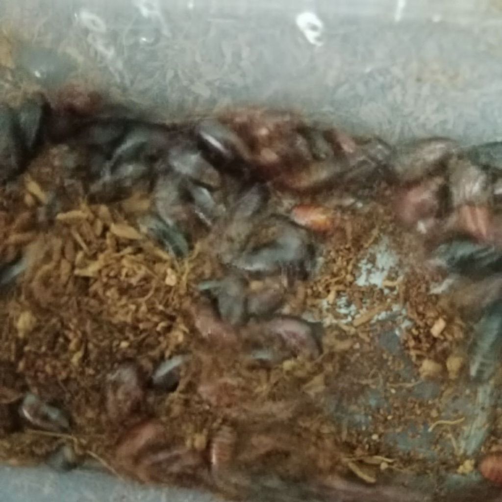 kecoa batu umpan lele dan bawal