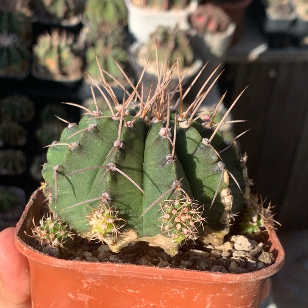 N11 gymnocalycium  jumbo kaktus gymno miha mihanovichii hybrid tanaman hias gurun hidup hobby hobi h