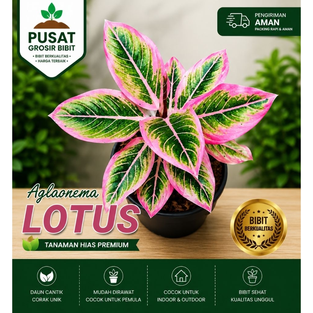 AGLAONEMA LOTUS DELIGHT