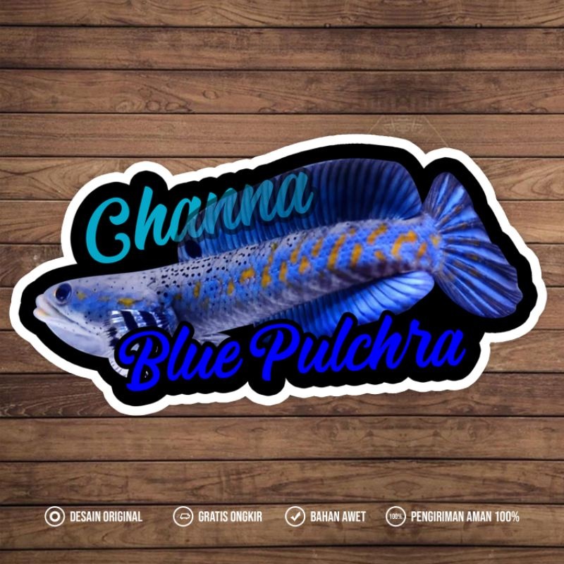 Stiker Channa Pulcra Bos Bos Qu