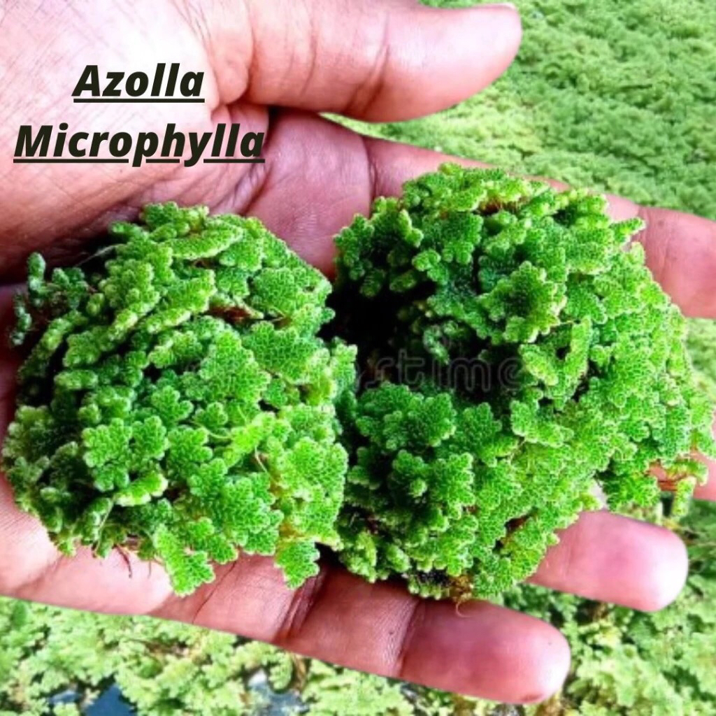 AZOLLA 1/2kg Azolla pakan unggas azolla pakan ikan azolla pakan ternak azollabwi azolla banyuwangi a