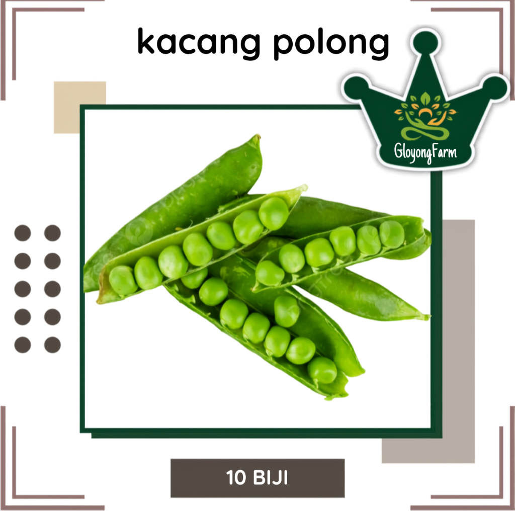 Benih Kacang polong Benih kacang kacangan berkualitas
