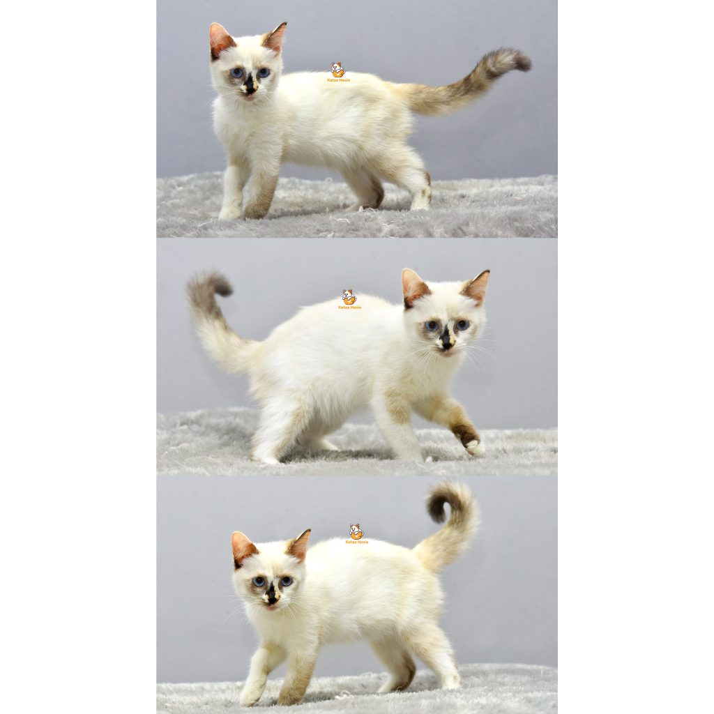 Eluna- Kucing Ragdoll 3 Bulan Betina