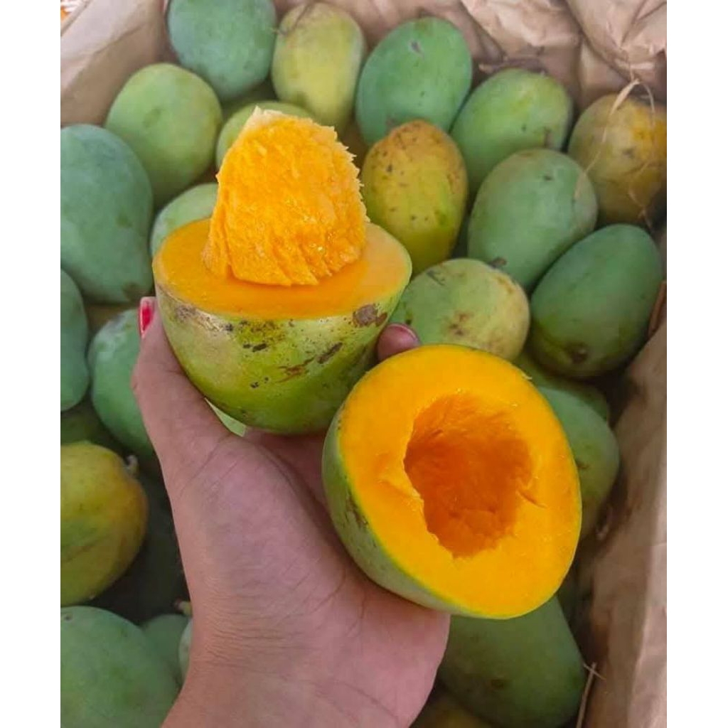 Entres Mangga Alpukat