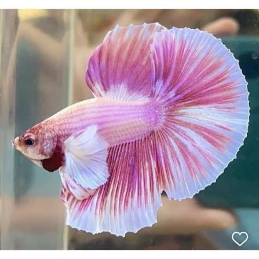 ikan Cupang halfmoon dumbo ear ( hmde )