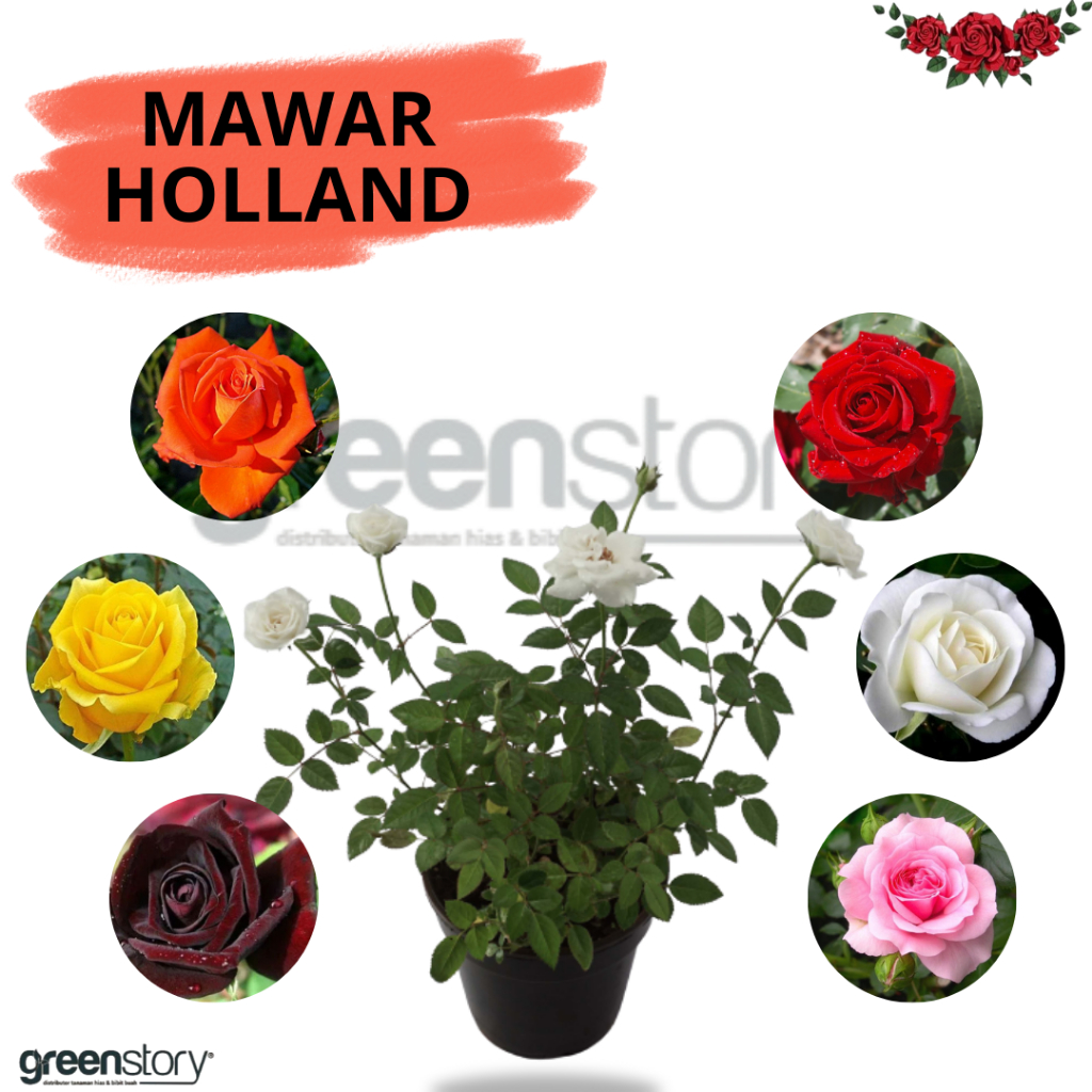 Mawar Holland