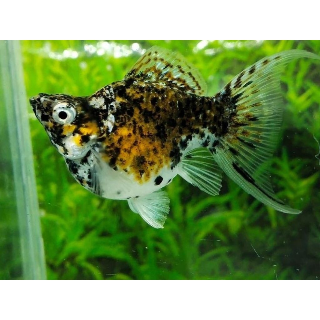 Molly Calico Tri colour Balon Hiasan Akuarium