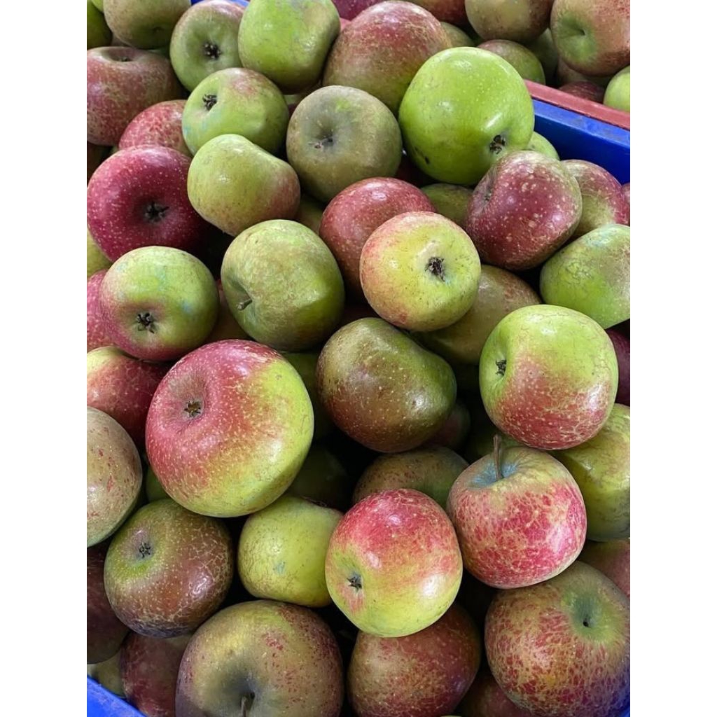 apel malang 1kg apel malang segar buah segar bandung