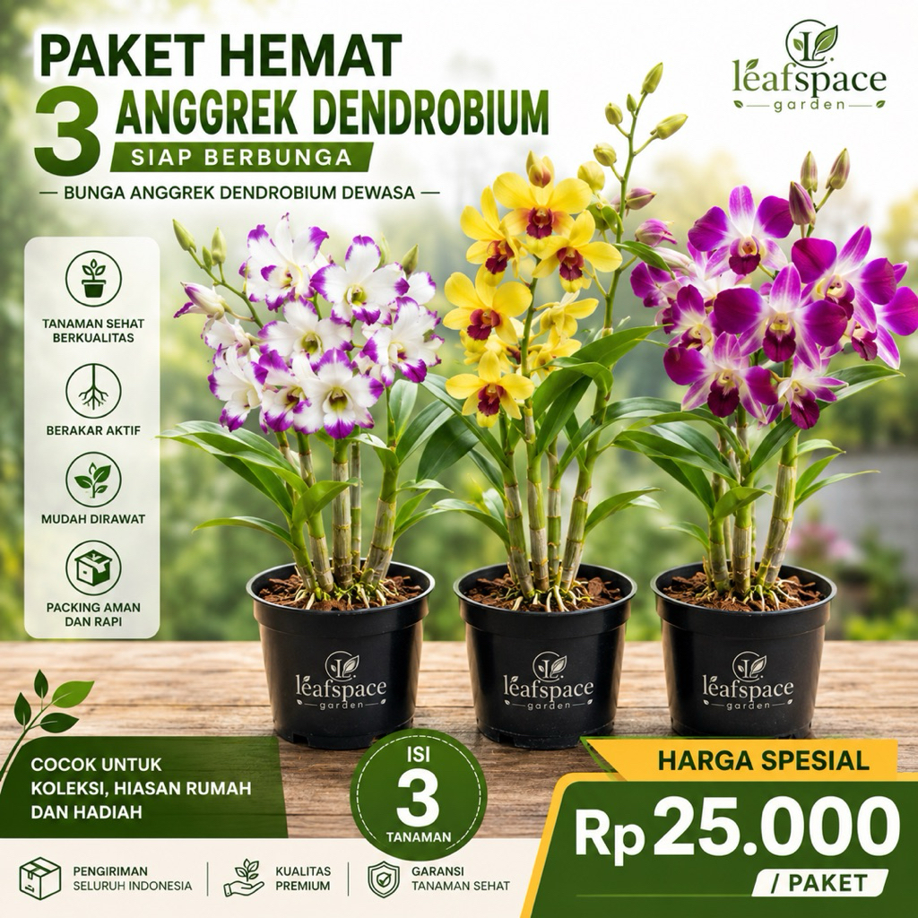 PROMO PAKET 3 ANGGREK DENDROBIUM SIAP BERBUNGA / BUNGA ANGGREK DENDROBIUM DEWASA