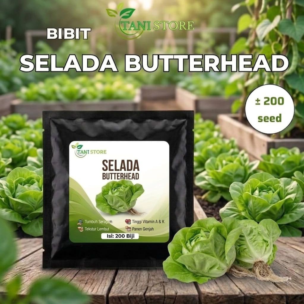 Bibit benih selada butterhead_bibit sayuran_sayuran selada