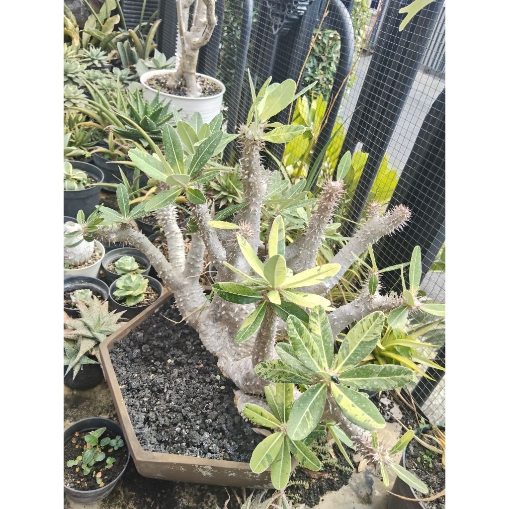 Pachypodium Rosulatum Variegated