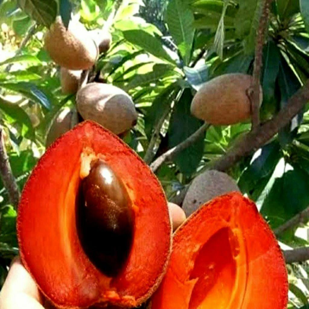 Tanaman Mamey Sapote Red Havana/Tanaman Mamey Sapote Red Havana Kondisi Berbunga Batang Besar