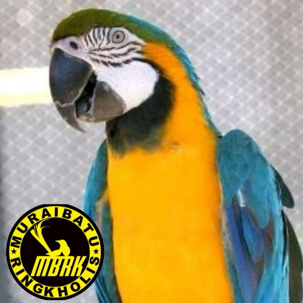 paket 2 telur macaw blue&gold - original