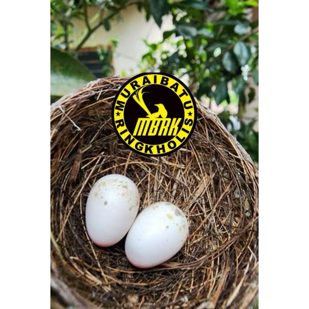 Paket 2 Telur Murai Batu Panda - Fertil