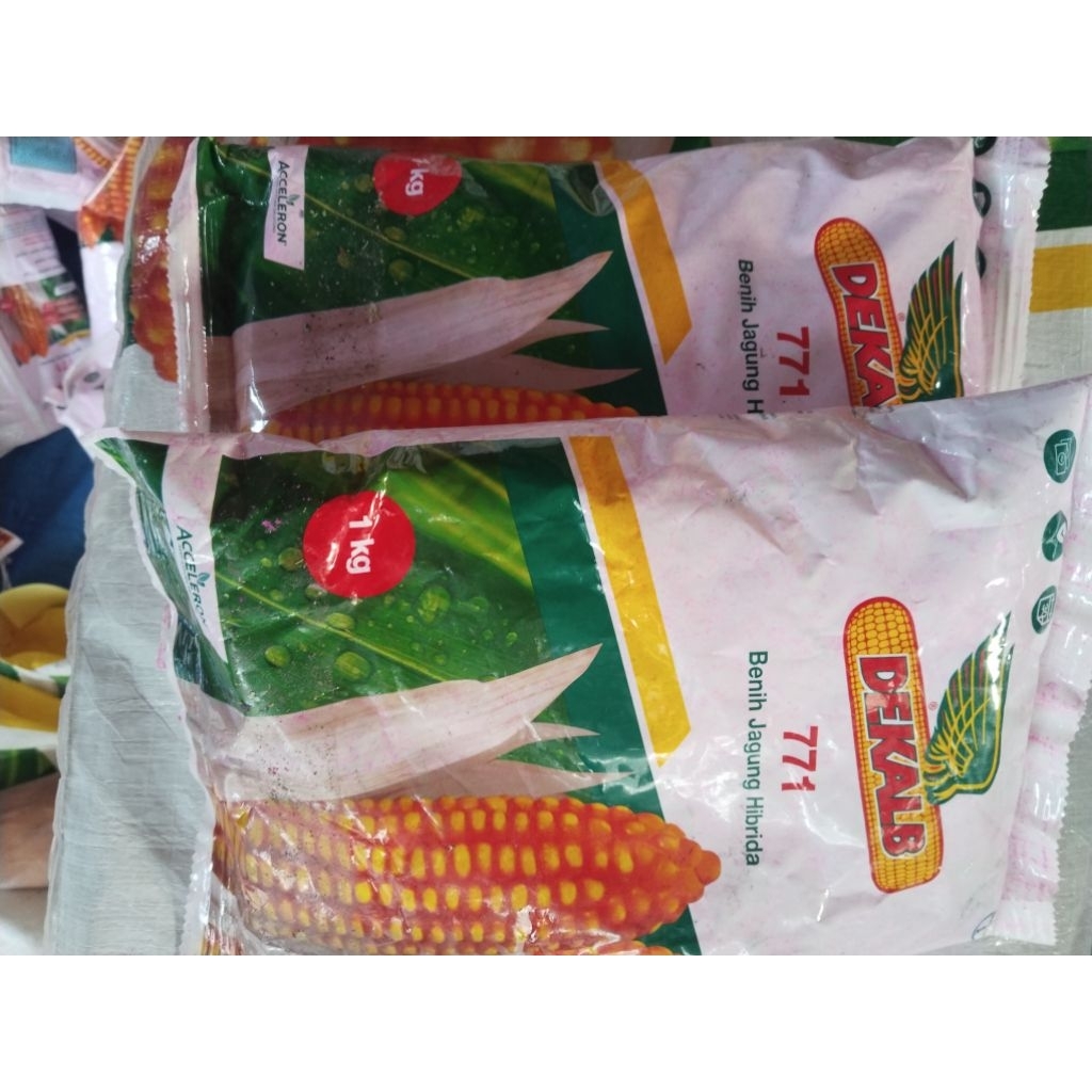 Benih Jagung Hibrida DK 771 - 1kg, Tahan Penyakit, Hasil Tinggi, Panen Cepat