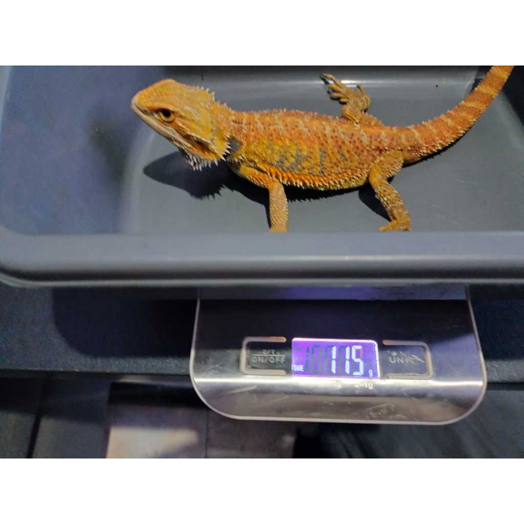 Red Bearded Dragon