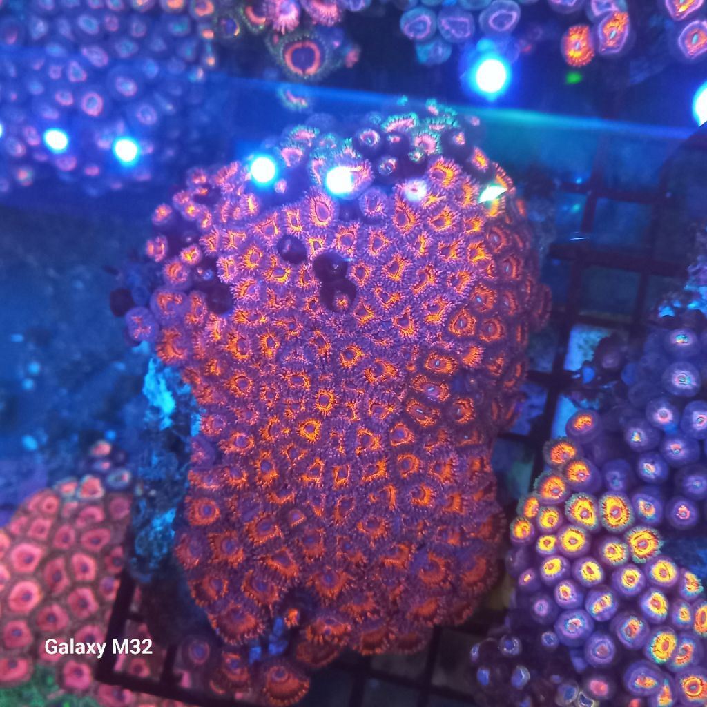 zoa koloni WYSIWYG 32