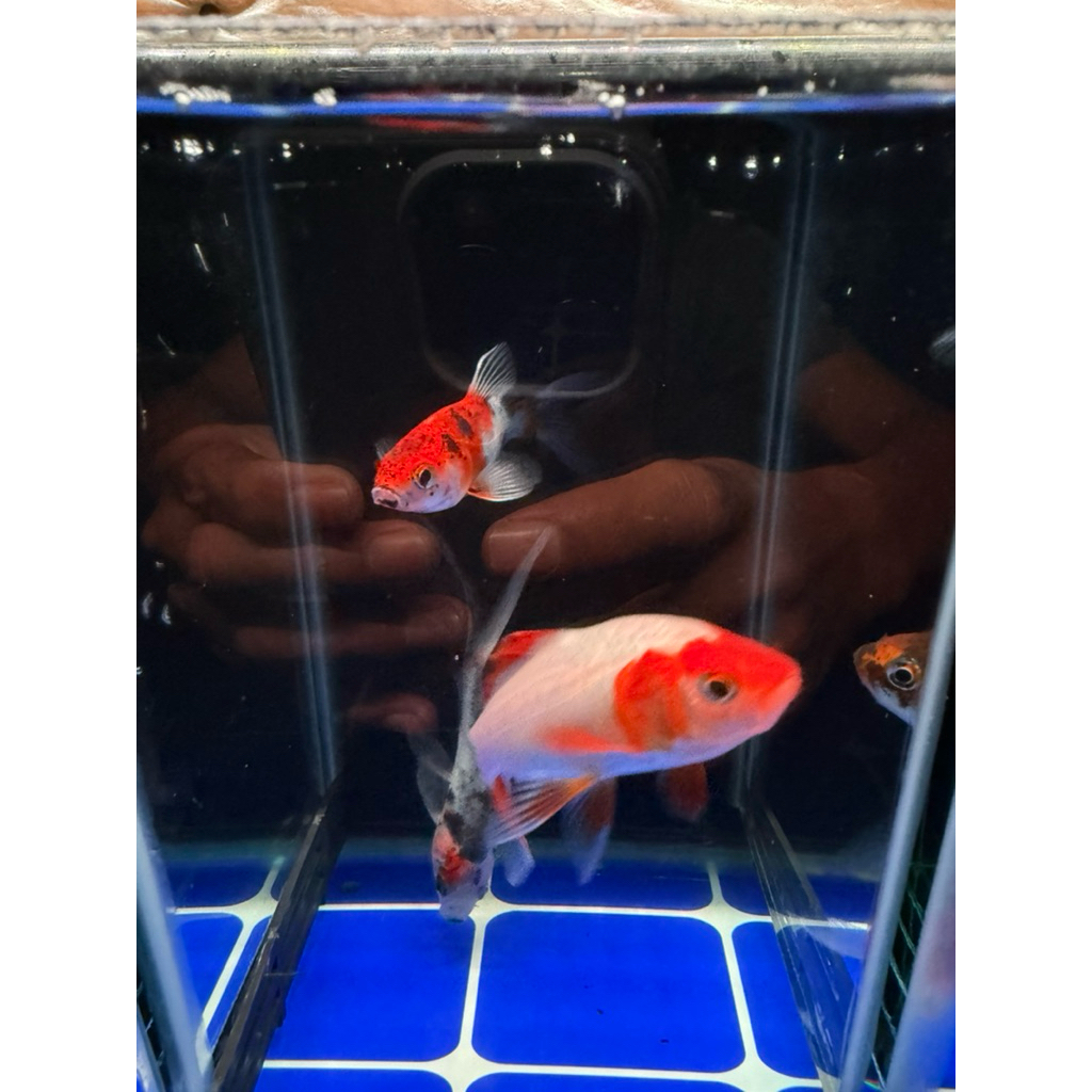 ikan komet pancawarna - komet bokim