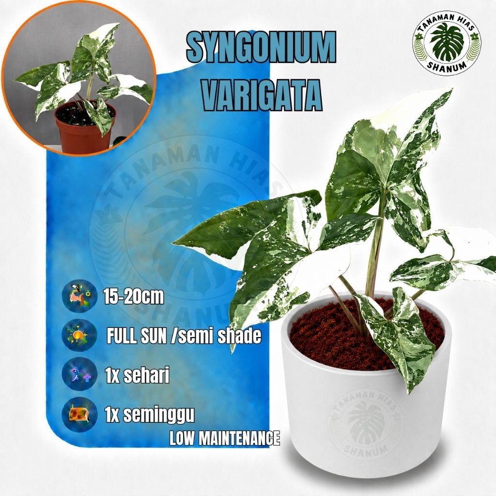 Promo COD tanaman hias syngonium albo variegata - syngonium varigata - syngonium variegata - syngoni