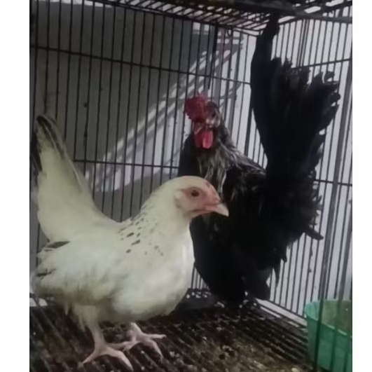 ayam kate sepasang muda