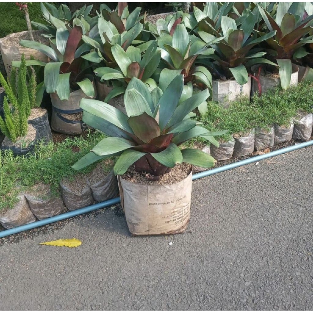 Pohon Bromelia Giant Jumbo Tanaman Hias Bromelia Giant