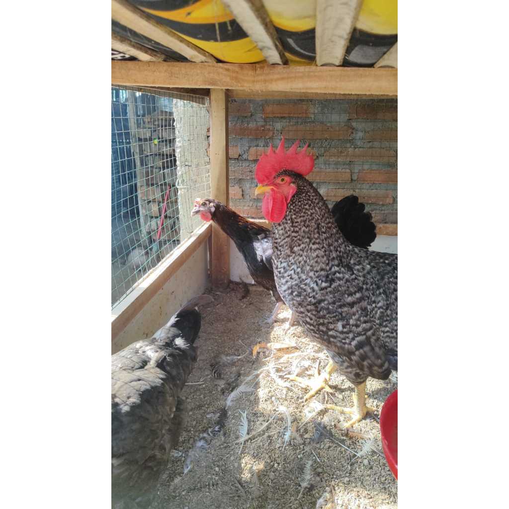 Telur Fertil Ayam Kuntara 4