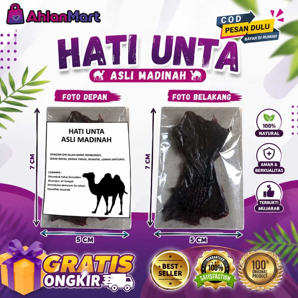 Menyembuhkan Penyakit Paru Paru Hati Onta Unta Camel asli madinah