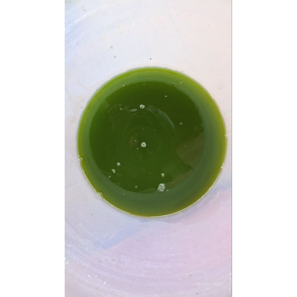 chlorella atau air hijau